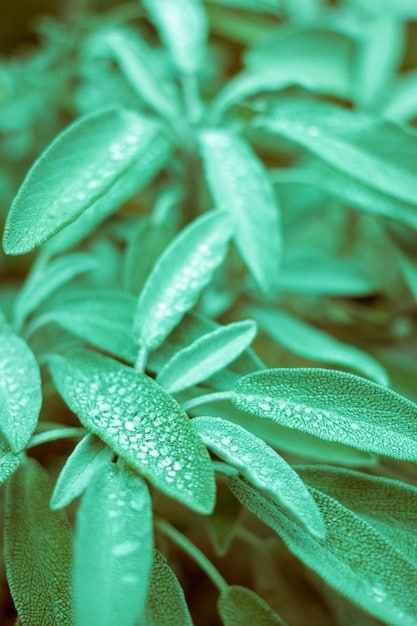 A close-up shot of lemon verbena leaves, highlighting their vibrant green color and delicate texture. The leaves are arranged on a white background, creating a clean and crisp image. The focus is sharp, capturing the details of the leaf veins and edges.