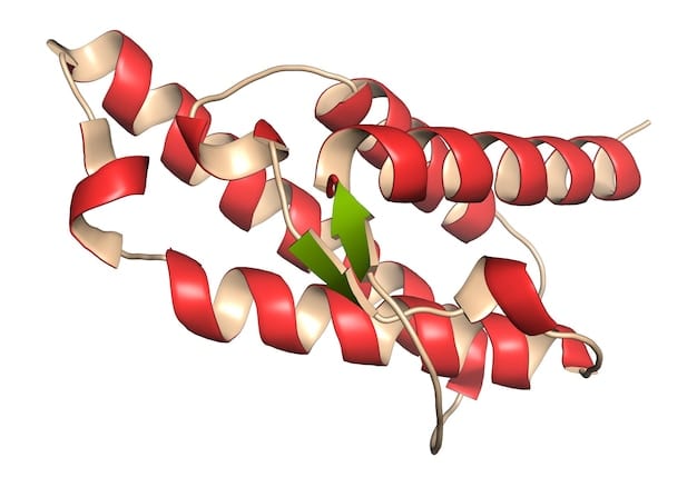 A graphic illustrating the mTOR pathway, showing how leucine activates it to stimulate muscle protein synthesis. The graphic is clear and easy to understand, with labels for the key molecules involved.
