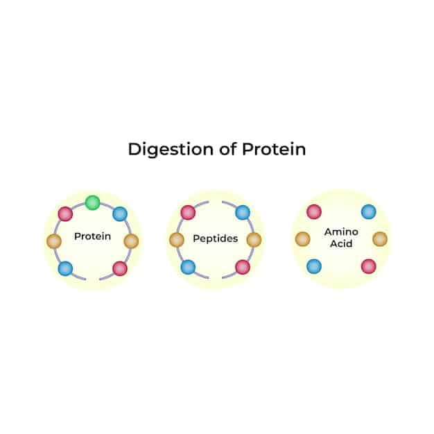 A diagram illustrating the digestive process of resistant starch compared to regular starch. The diagram shows resistant starch passing through the small intestine relatively unchanged and then being fermented in the large intestine, contrasting with regular starch being rapidly broken down into glucose in the small intestine.