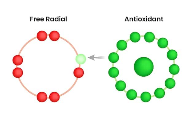 A graphic illustration depicting the process of free radical formation and how antioxidants, specifically polyphenols, neutralize these free radicals to prevent cellular damage.
