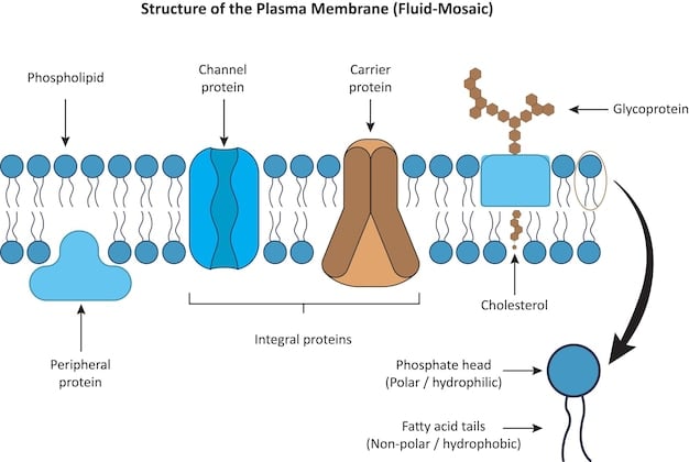 A diagram illustrating the process of fiber fermentation in the gut, showing the production and absorption of short-chain fatty acids (SCFAs) and their beneficial effects on the body.